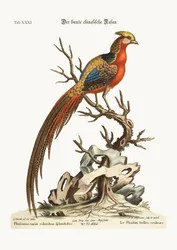 The Painted Pheasant from China